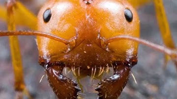 Dyniss - Ants [Official music video] f. Dirt!