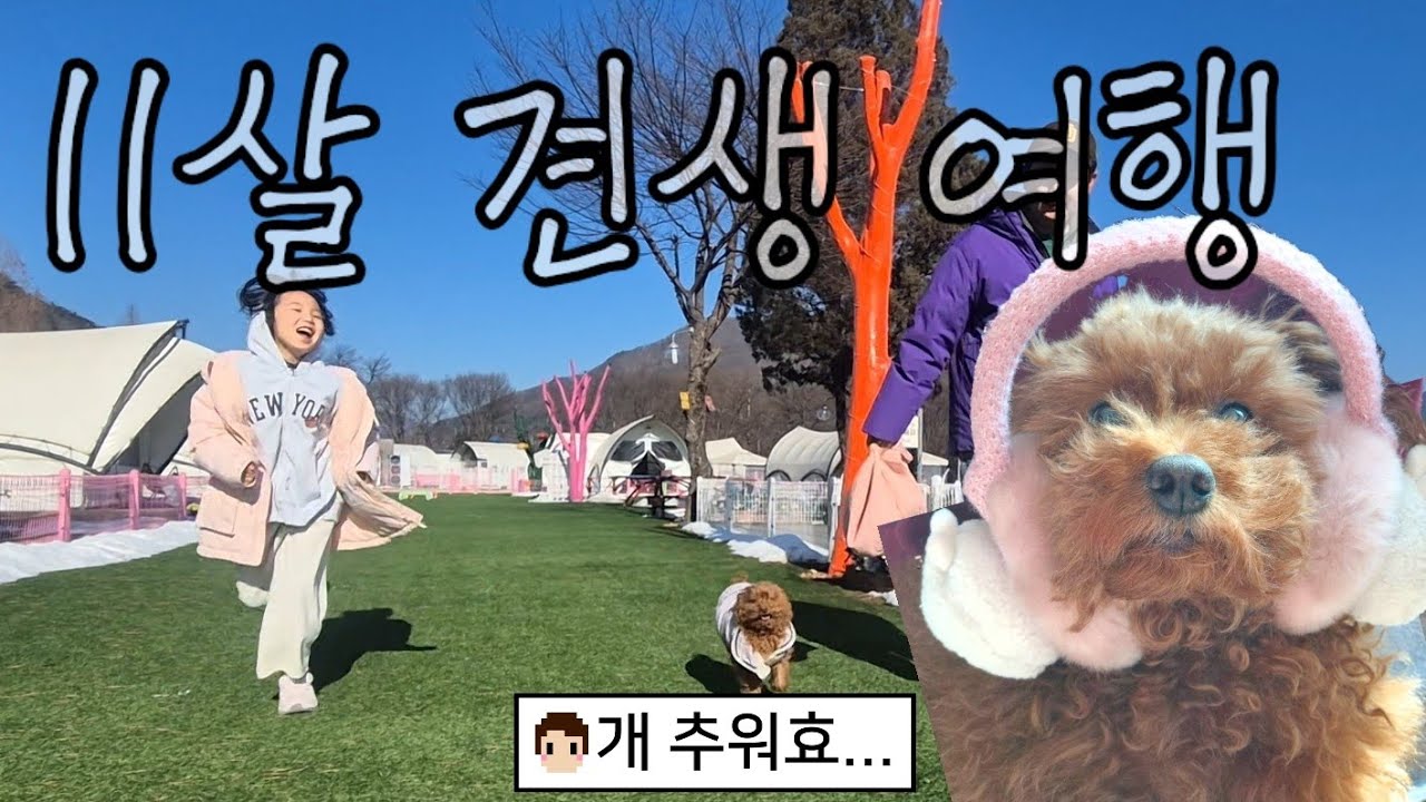 체감온도 -20도! 포천 한파 속에 던져진 노령견과 집사들의 생존 캠핑