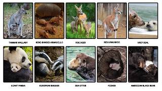 10 Animals That Decide When to Give Birth Explained in 15 Minutes