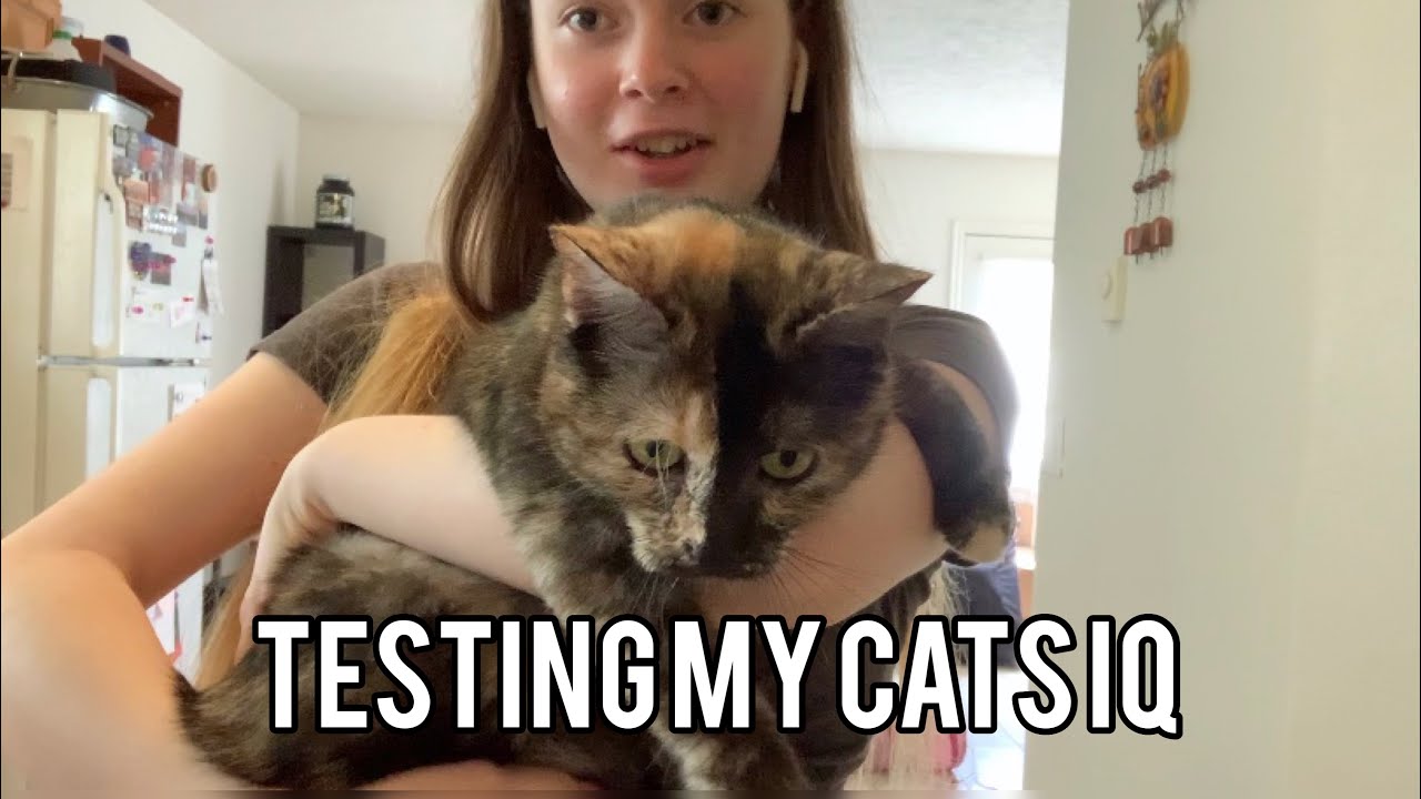 Testing My Cats IQ YouTube