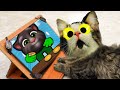 Cat reaction to, Talking Tom. And other funny stories. Compilation.