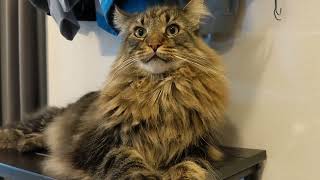 Waiting for My Human | Norwegian Forest Cats