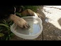 How one dog stays cool on a hot summer day