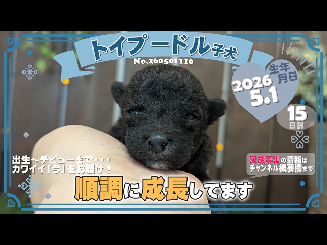 トイプードル子犬｜2026.5.1生（15日齢）①｜グレー｜男の子｜滋賀県