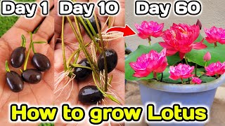 How to grow lotus plant at Home from seeds | कमल के पौधे को बीज से घर पर कैसे उगाए by The One Page 2,228 views 1 day ago 15 minutes