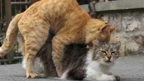 Video 9476511: bengal cat mating, sphynx cats mating, cats mating funny, breed