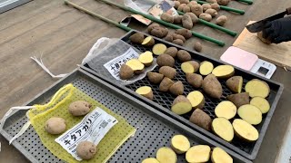 ジャガイモ栽培　【前編】　色々な品種と植え付けの準備　20/2/15