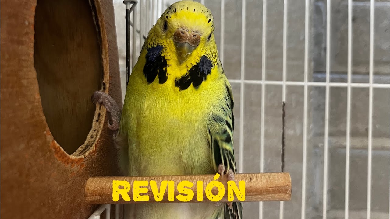 Revisión de nidos en las parejas reproductoras 