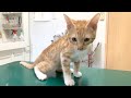 捨て猫を保護して病院に連れてったらウイルス性の病気でした