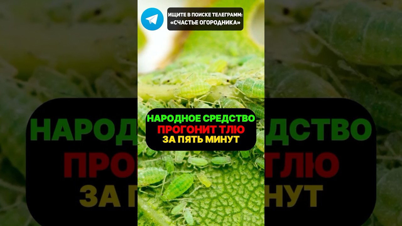 Избавиться от Тли за Пять Минут:проверенное народное средство #сад #тля #огород #дача #смородина