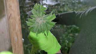 Harvest pt2