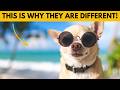 6 Ways Chihuahuas Are Different From Other Dogs