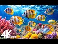 [NEW] 11HR Stunning 4K Underwater footage-Rare &amp; Colorful Sea Life Video - Relaxing Sleep Music #4
