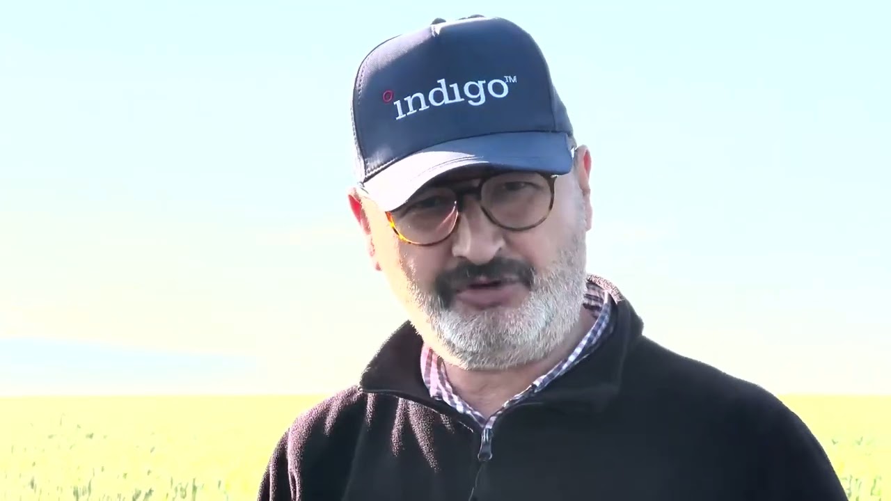 Pioneer P64LP130 Ayçiçek Tohumu ile İndıgo Mikrobiyal Tohum Kaplaması Demonstrasyonları