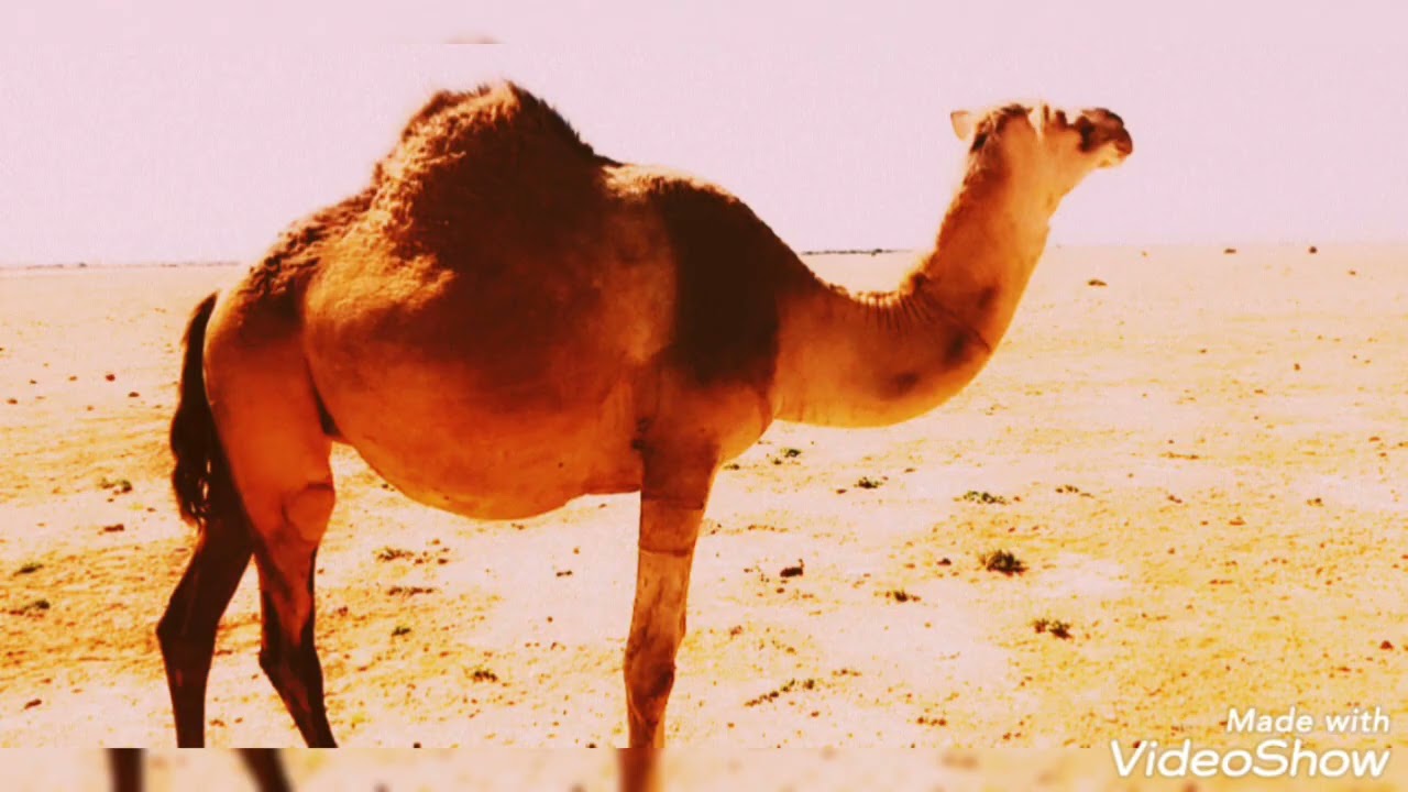 abwaan cabdi casayr gabaygii argo daarood