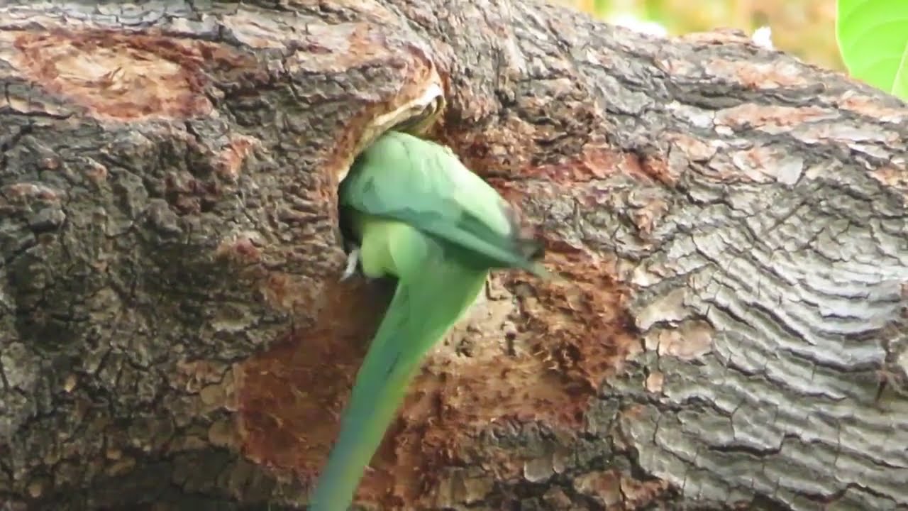 Crazy Parrot digging nest hole