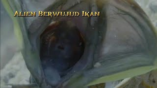 Salah Satu Ikan Terganas Di Dunia