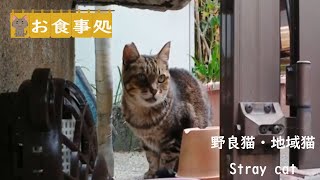 ご満悦　野良猫アメショちゃん　Stray cat　Restaurant