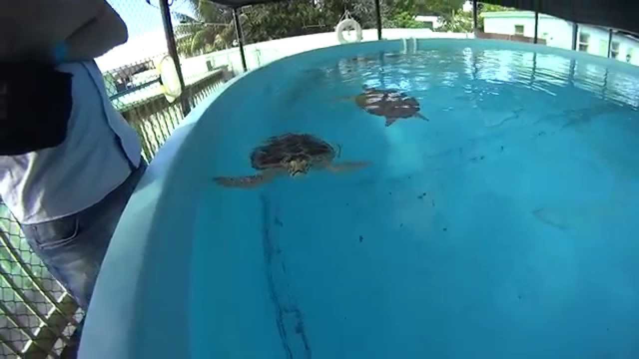 Part 2 Tim Visiting the Turtle Hospital in Key West FL YouTube