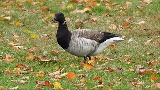 Brant at Centennial Park, Toronto