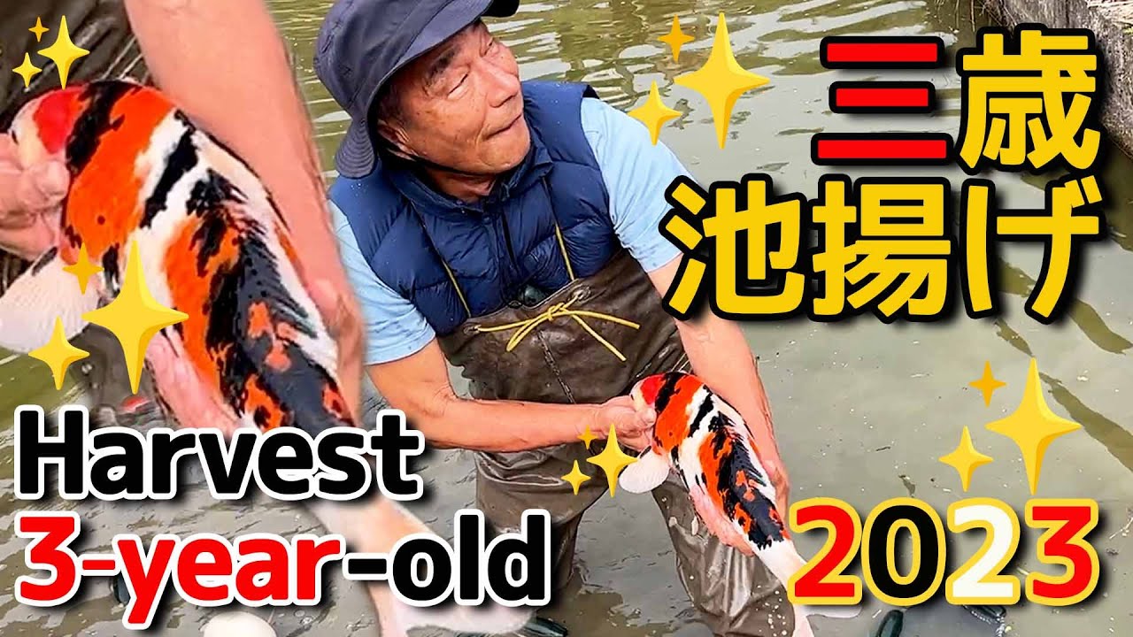 錦鯉】3歳池上げ 2023 Harvest of 3-year-old 2023【koi】 - YouTube