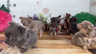 チワワ（ロングコート）の子犬（メス♀） イオンモール新発田店