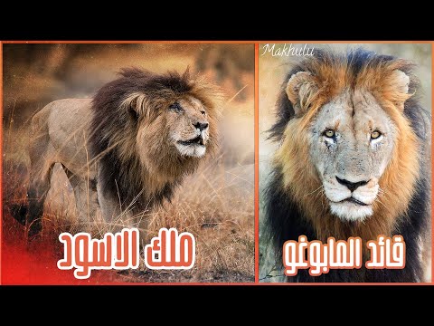 معركة قاتلة وأسطورية جمعت قائد المابوغو المرعب ماكولو والأسد الملك سكارفيس الاسطورة