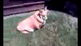 My Fat Corgi Waddling