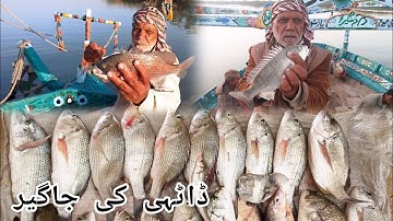 Fishing Update 15 Nov 2025 | Mangroves Bottom Fishing | Massive Dentex Caught