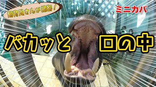 ミニカバの普段見せないところ見せちゃいます！