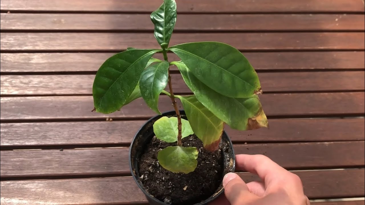 Как спасти росток кофе из магазина 🌱