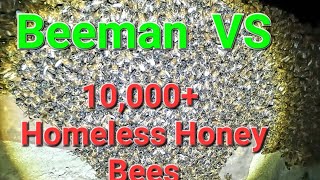 Rescuing A Massive Colony Of Bees In The Dark by Yappy Beeman    20,583 views 1 year ago 4 minutes, 29 seconds