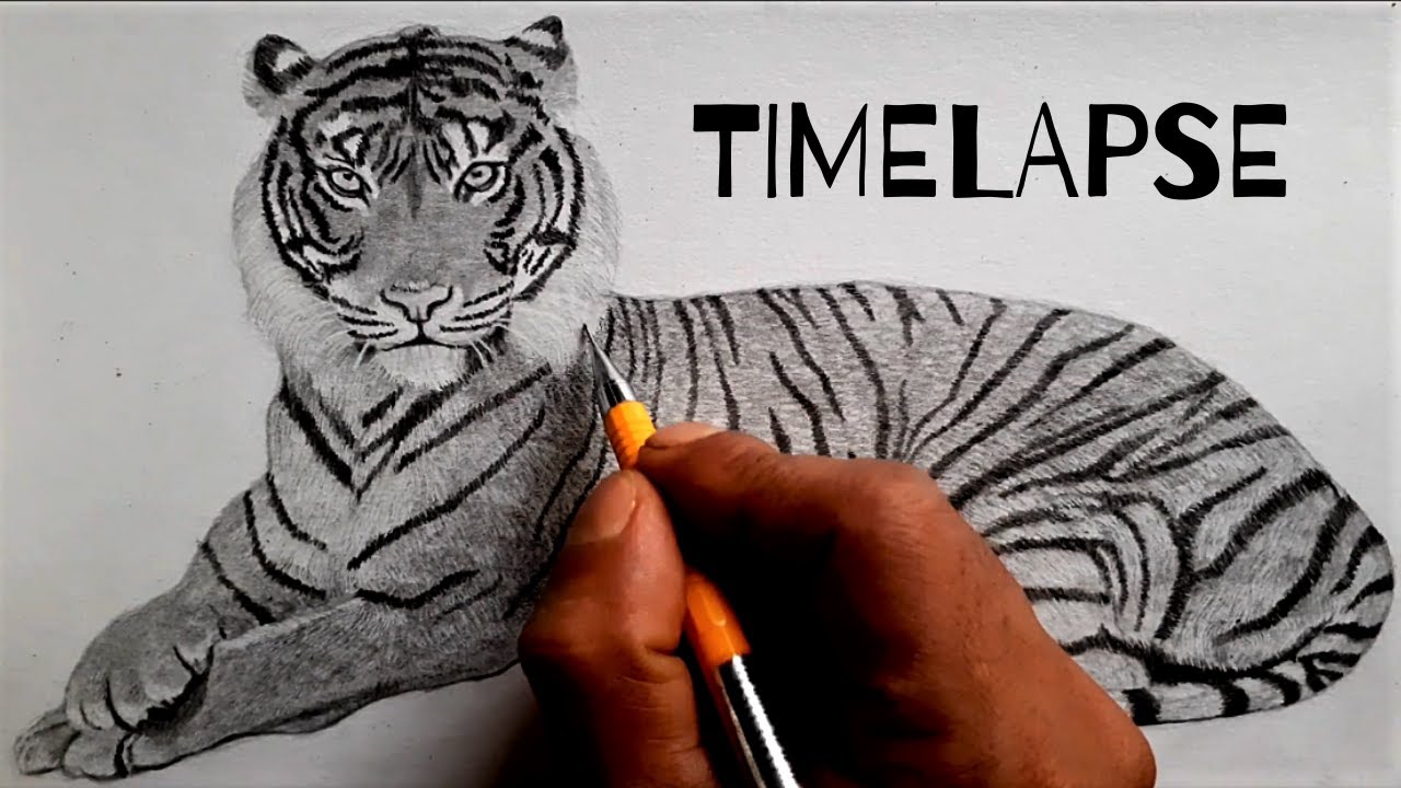 Captivating Tiger Pencil Drawings