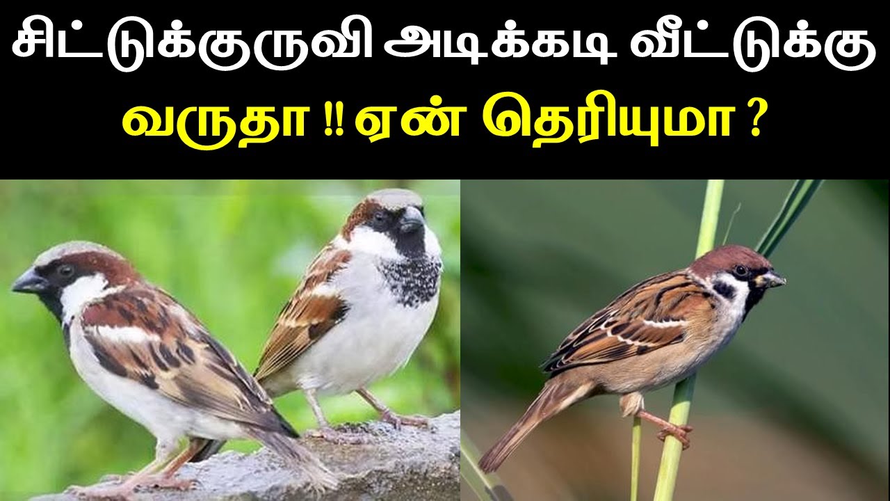 சிட்டுக்குருவி அடிக்கடி வீட்டுக்கு வருதா ஏன் தெரியுமா | Lucky Pets for Home | T Tamil Technology