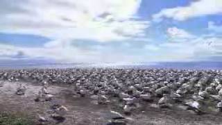 lucky chance wild life episode 1