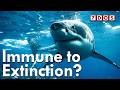Why Most Shark Species Don’t Survive Their First 4 Million Years