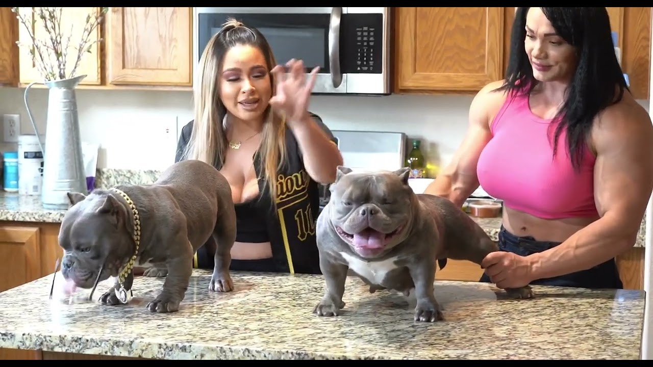 The Queen Kardashian exotic bully.