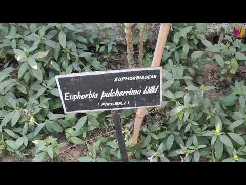 ভিডিও: Euphorbiaceae পরিবার: বর্ণনা এবং বিতরণ