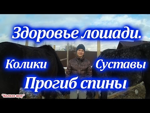 Видео: Лошади каракабейской породы гипоаллергенны, здоровы и продолжительны