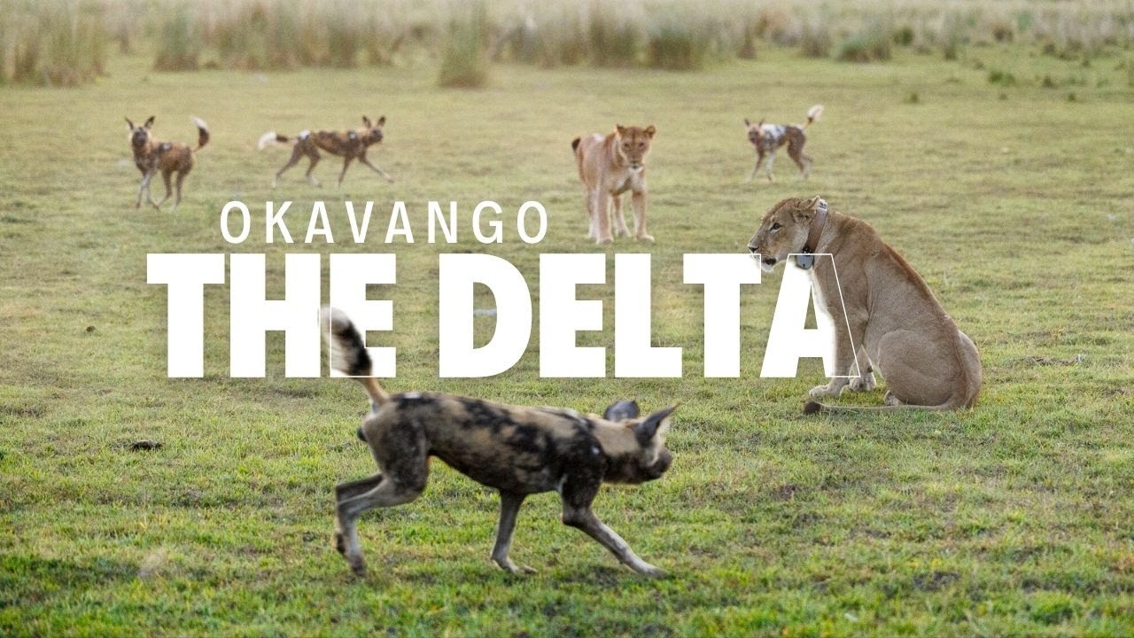 INCREDIBLE Okavango delta safari - Botswana