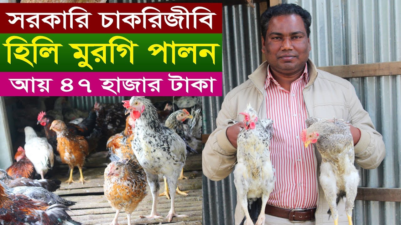 সরকারি চাকরিজীবী হিলি মুরগি পালন আয় 47 হাজার টাকা Hili Murgi Palan 