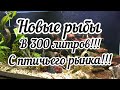 Новые рыбы с птичьего рынка!! (Вьюн зодиак, радужный бычок, скалярия..)