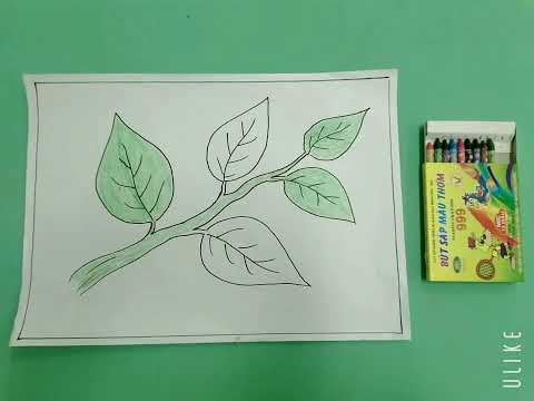 Video Dạy trẻ: 