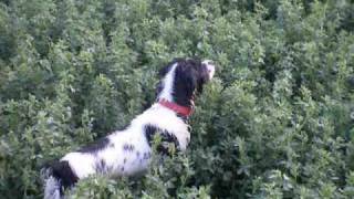 EPAGNEUL BRETON HUNTING QUAILS IN GREECE Training Mode OI PROTES FERMES STA ORTUKIA FERMA No8