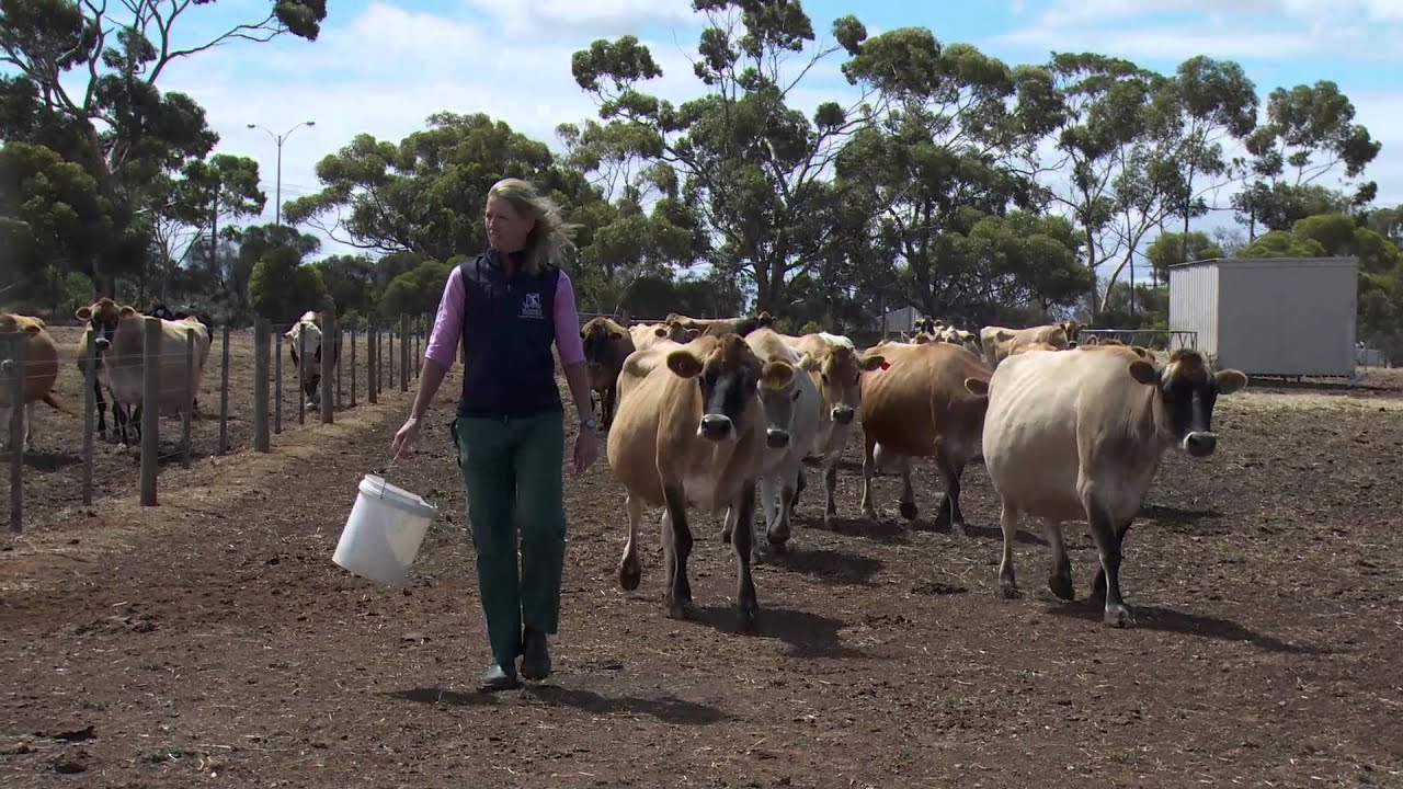 Joanne Coombe - The Faculty of Veterinary Science - University of Melbourne