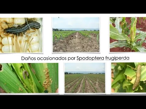 Vidéo: Leaf Footed Bug Control - Les insectes à pattes foliaires sont-ils mauvais