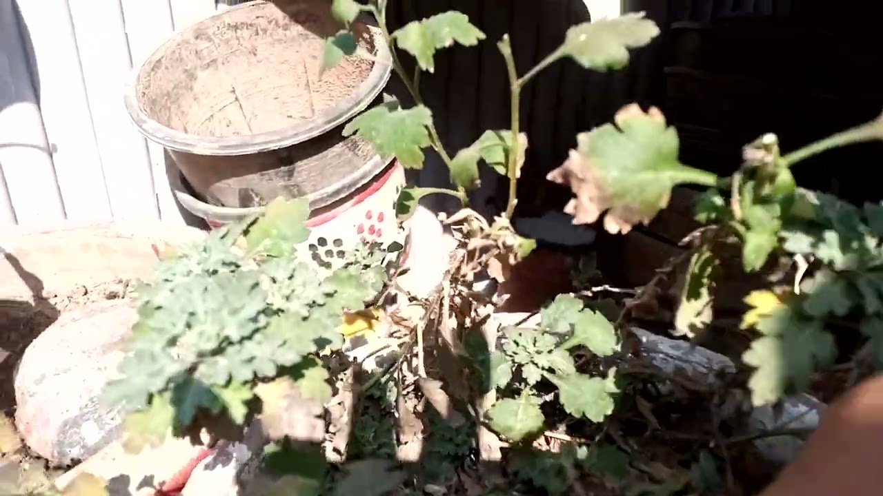 Cutting dry stems of Chrysanthemum