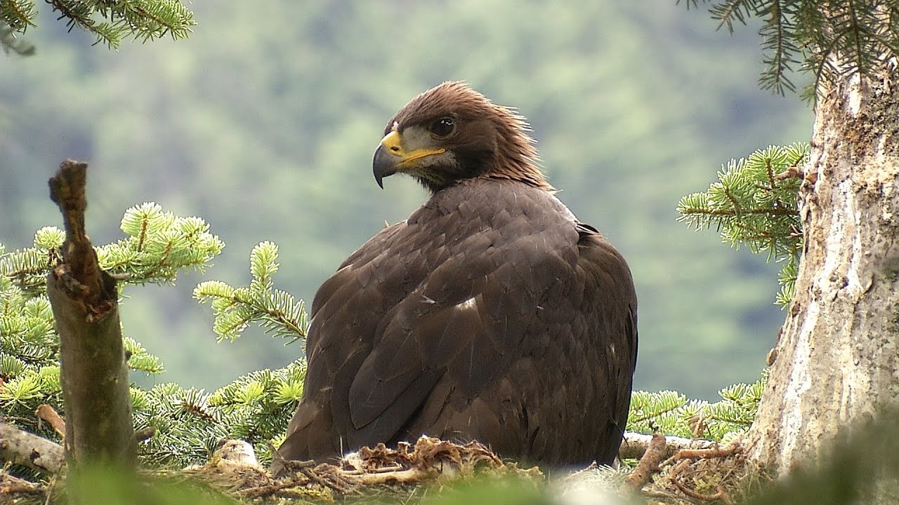 Návrat orla skalního, film o projektu 2013