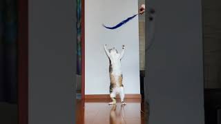 Cat dance - funny cat video!