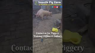 Amazing Breeding Boars.Farm Visit.#piggery #swastikpigfarm #pig #businessideas #piggerybusiness